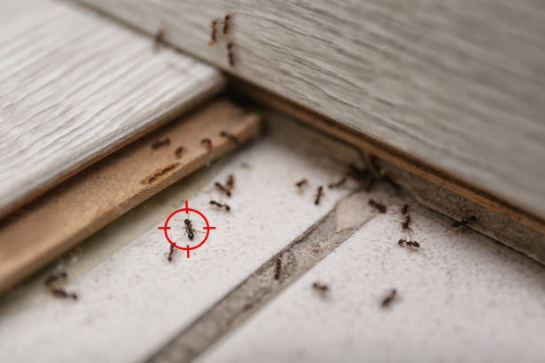 Best Termite Control Services  in Detroit Lakes, MN
