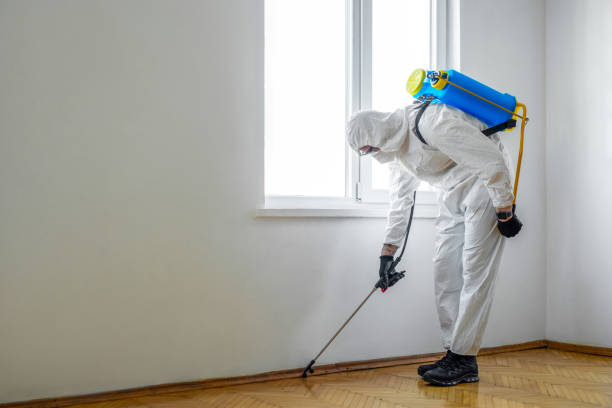 Best Rat Extermination Near Me  in Detroit Lakes, MN