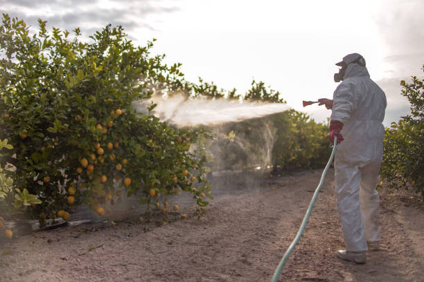 Best Pest Removal Services  in Detroit Lakes, MN