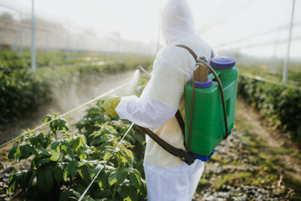 Best Local Pest Control Services  in Detroit Lakes, MN